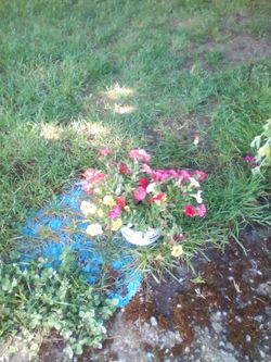 Fantastic flowers