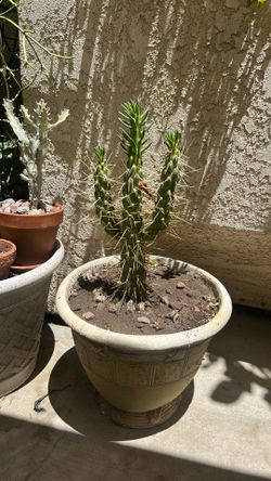 Cactus