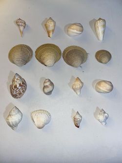 Random shells