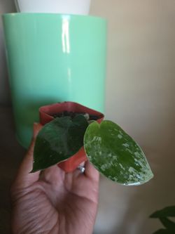Plant