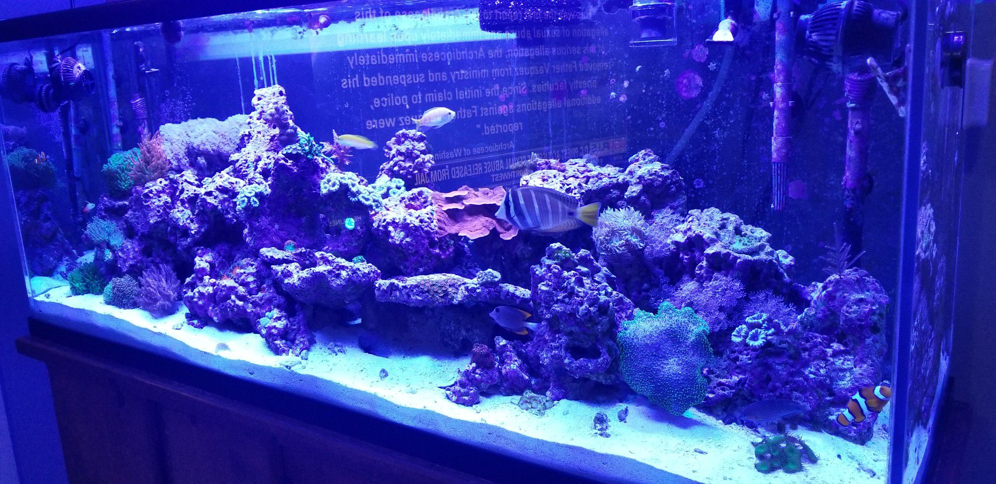 Salt water tank over 60 corals LPS,softies,and SPS,Anemones etc live rock 110 gallon tank!