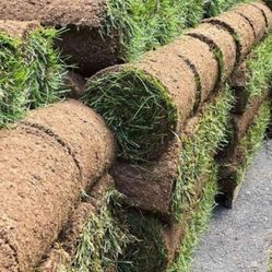 Fresh Sod 