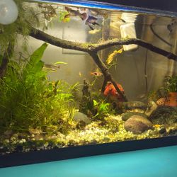 Aquarium 