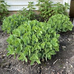 “Autumn Joy” Sedum Plant (outside garden)