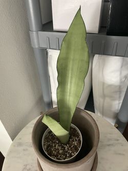 Moonshine Sansevieria