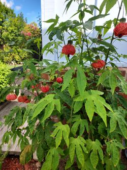 Lantern Plant Cuttings
