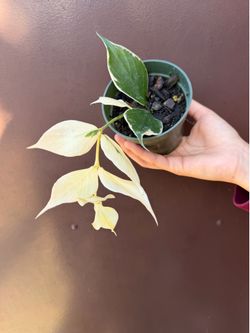 4” variegated Hoya Polyneura