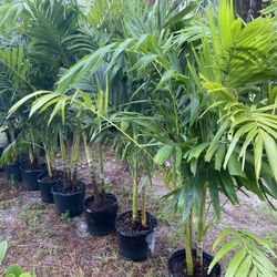 Christmas Palm 
