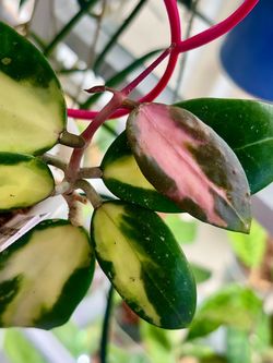 Hoya Verticillata inner variegated in self watering  pot