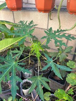 Papaya