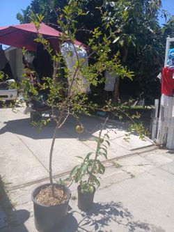 Granado