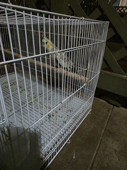 Bird with cage