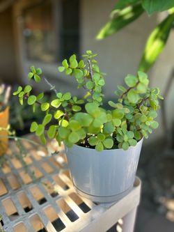 Succulent plant