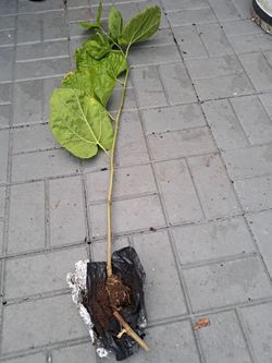 Rare, White Pakistan Mulberry Airlayered Branches
