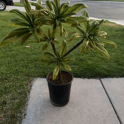 Plumeria Plant 