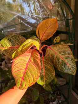 Aglaonema Hughes Plant - 5inch