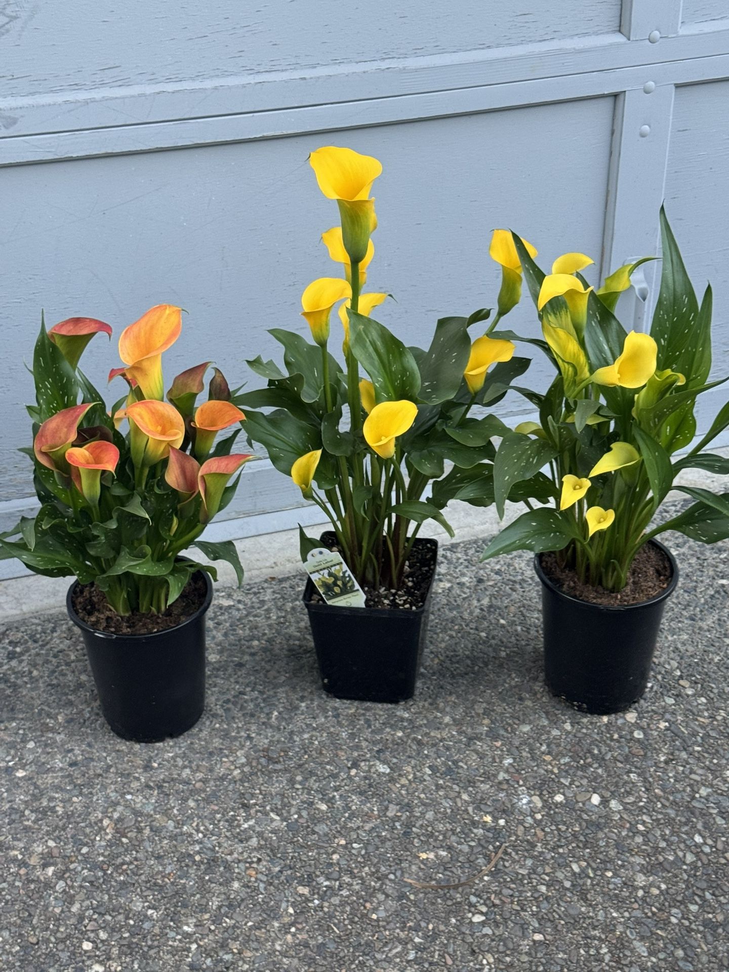 Calla Lily $20 Each Or $50 All 3 No Lower Offers