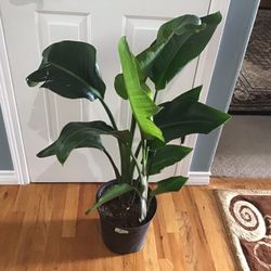 Plant