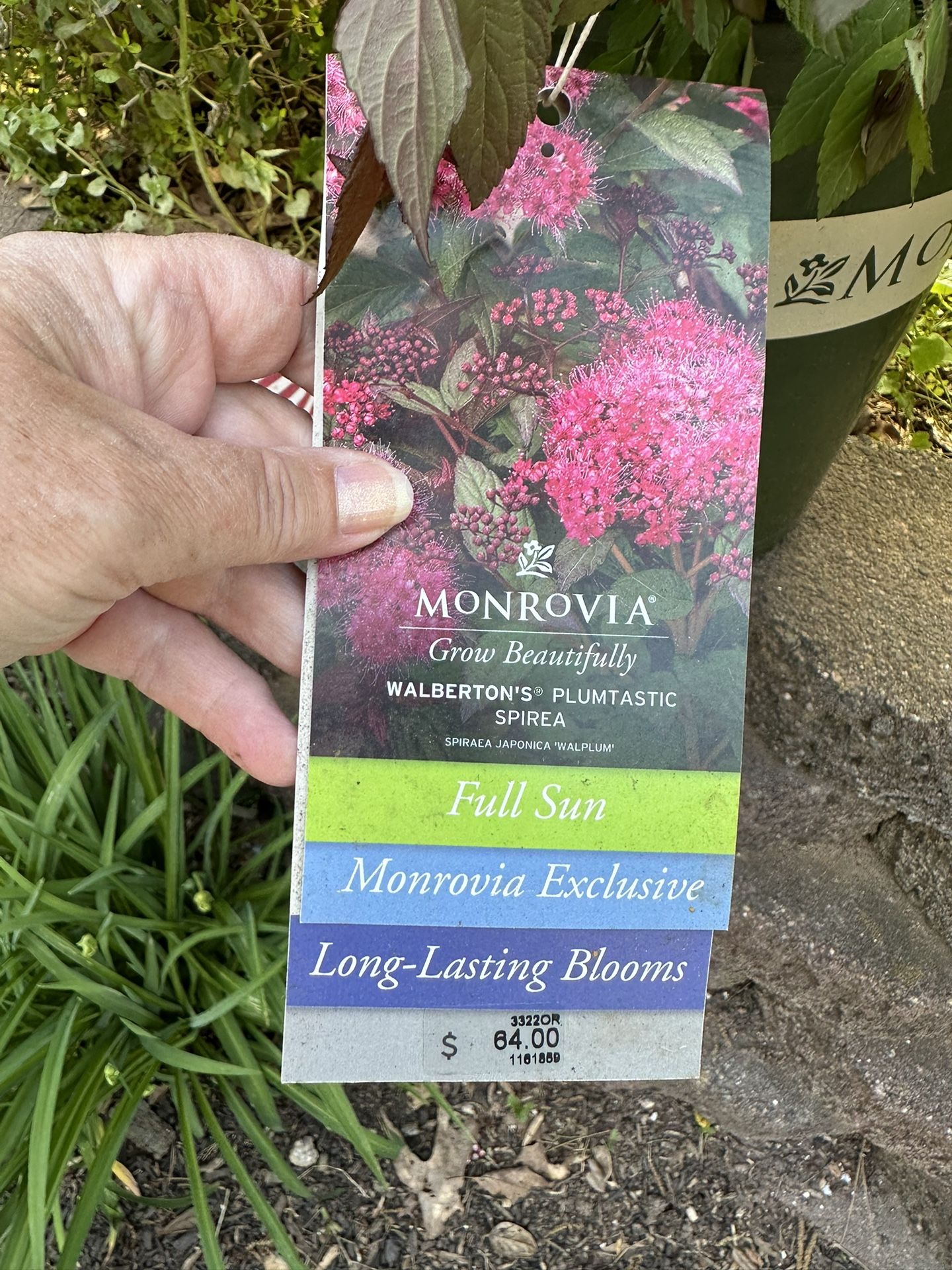 MonRovia Bushes