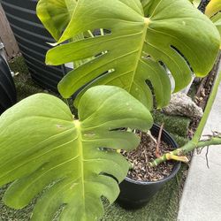 Large Monstrous Plant For Sale 50.