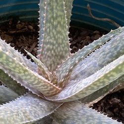 Plants Priced Individually