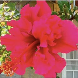 Pink Hibiscus 🌺 Double Flawer In One Galon $20 Each Price Firm 
