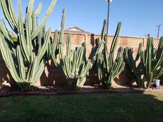 Cactus pieces🌵🌵🌵🌵🌵🌵