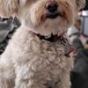 Angelica