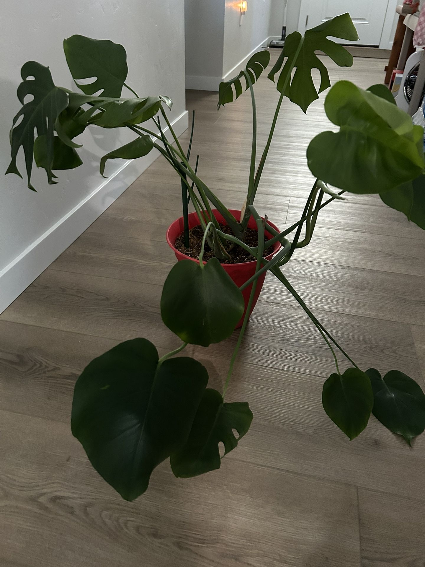 In Room Plant.