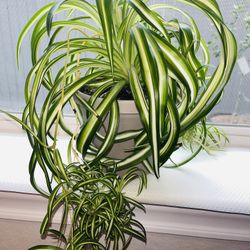 Curly Spider Plant In 6” Grey Plastic Pot 