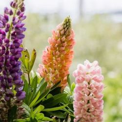 Lupine Plant