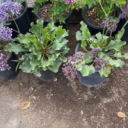 Purple Butterfly Bush