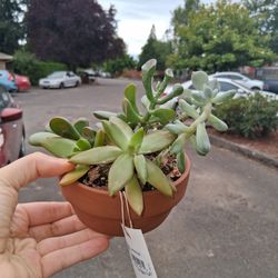 Free Succulent Plant