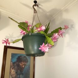 German Empress Epiphyllum- Tropical Orchid Cactus.  Rooted Cuttings