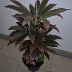 *** NEW LOW PRICE *** 4ft Artificial Red Dracaena Topped / Sealed with Obsidean Stone / Lavender / Gypsophila in 12" Resin Planter @ Lasting Creations