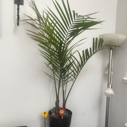 Large Indoor Plant