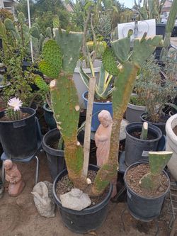 Big cactus 🌵