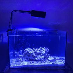Saltwater Aquarium