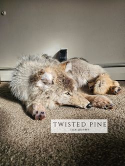 Gray Wolf Taxidermy Soft Mount