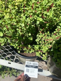 Elephant Bush Spekboom Portulacaria Afra Plant