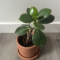 Plant with orange ceramic pot