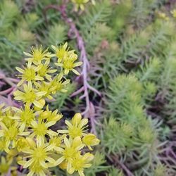 Jenny's stonecrop Grownd Cover 4" Pot 