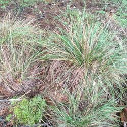 Large Roemers Fescue Plants Northwest Native Species 