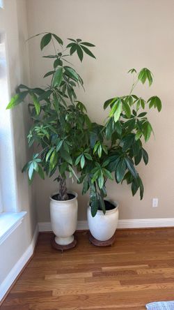 Money Tree For Sale