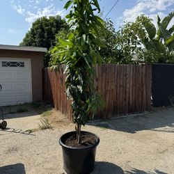 Mango Tree 24gl