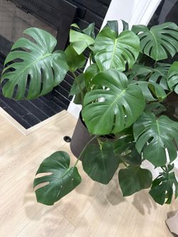 Monstera Plant 🪴