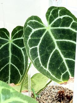 Anthurium crystallinum