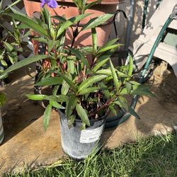 Mexican Petunia Plant 