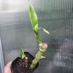 Lucky Bamboo Plant 