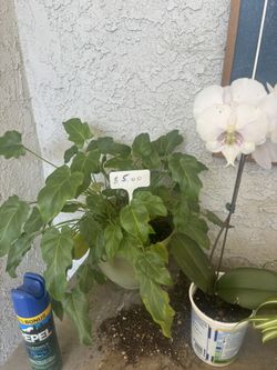 Philodendrons Plant ( House Plant)